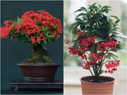 Nhà đẹp - 5 loại hoa “gọi lộc” vừa đẹp lại vừa sang, trồng một chậu thắp sáng cả căn nhà