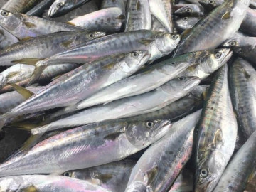 Loại cá xưa đầy không ai biết, giờ thành đặc sản vừa ngon vừa bổ dưỡng, 210.000 đồng/kg