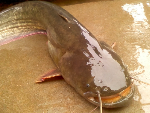 Nguyên nhân khiến căn biệt thự bị đồn “ma ám” là đây. 