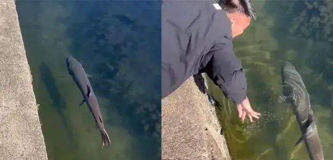 Thấy có người định bắt con cá lớn, người đàn ông hoảng hồn hét lớn: amp;#34;Đừng chạm vàoamp;#34; - 1