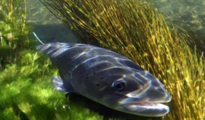 Thấy có người định bắt con cá lớn, người đàn ông hoảng hồn hét lớn: amp;#34;Đừng chạm vàoamp;#34; - 3