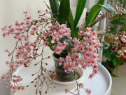 Nhà đẹp - Loài hoa này nghe tên rất kêu, mỗi lần nở hơn trăm bông, trồng một chậu thơm khắp nhà