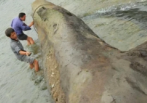 Khúc gỗ rất lớn, dài 20m và 3 người ôm không xuể.