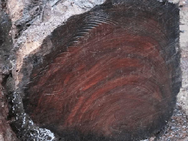 Cận cảnh sự quý giá của khúc gỗ.