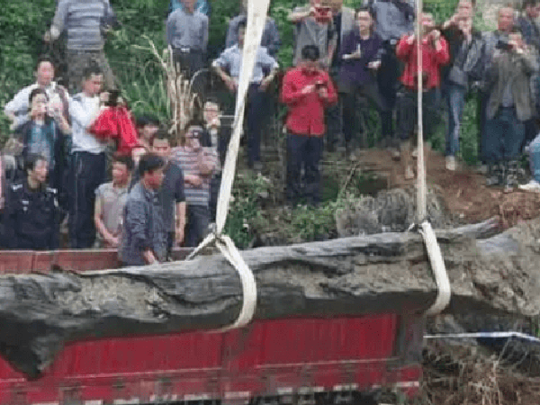 Quá trình khai thác và di chuyển khúc gỗ.