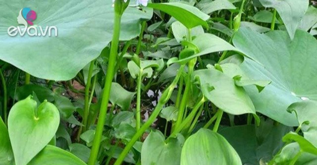 View - Cây này không trồng cũng tốt um, xưa chẳng ai ăn, nay dân thành phố thích mê vì sạch và ngon