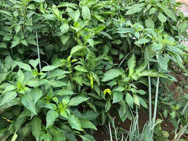 Loại lá mọc đầy vườn không ai hái, canxi gấp 2 lần sữa, ăn đều dưỡng gan, bổ mắt - 1