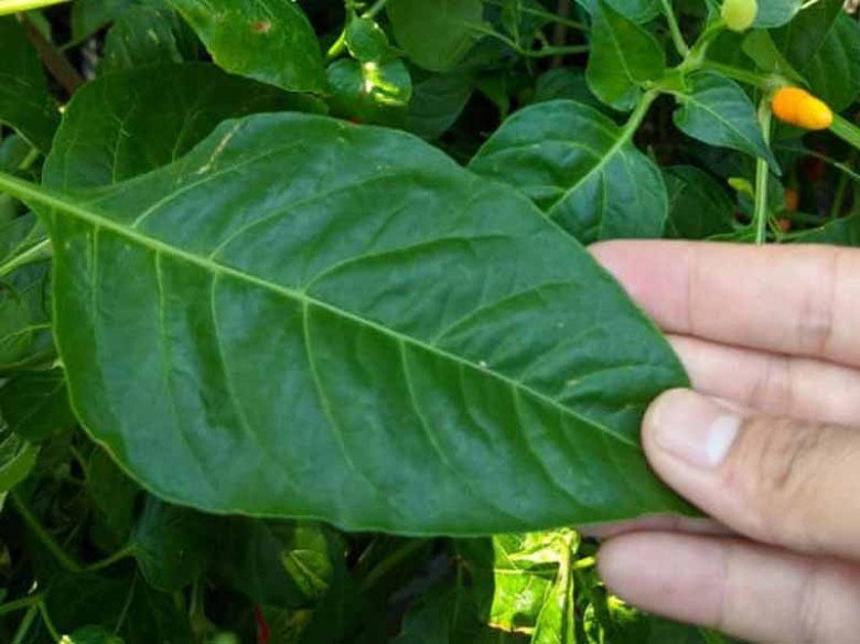 Loại lá mọc đầy vườn không ai hái, canxi gấp 2 lần sữa, ăn đều dưỡng gan, bổ mắt - 3