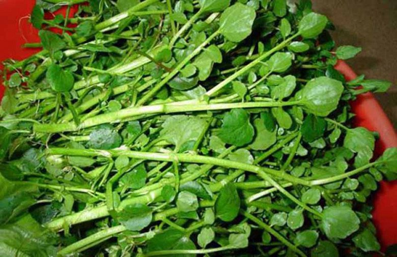 Loại rau tṓt nhất thḗ giới ngừa ᵭược K, nước Mỹ chấm 10 ᵭiểm, có sẵn ở chợ Việt, 25.000ᵭ/kg - 5