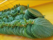 Sức khỏe - Nó được người Nhật ví là “lá hồi sinh”, chợ Việt bán rất nhiều, 5.000 đồng được cả nắm to