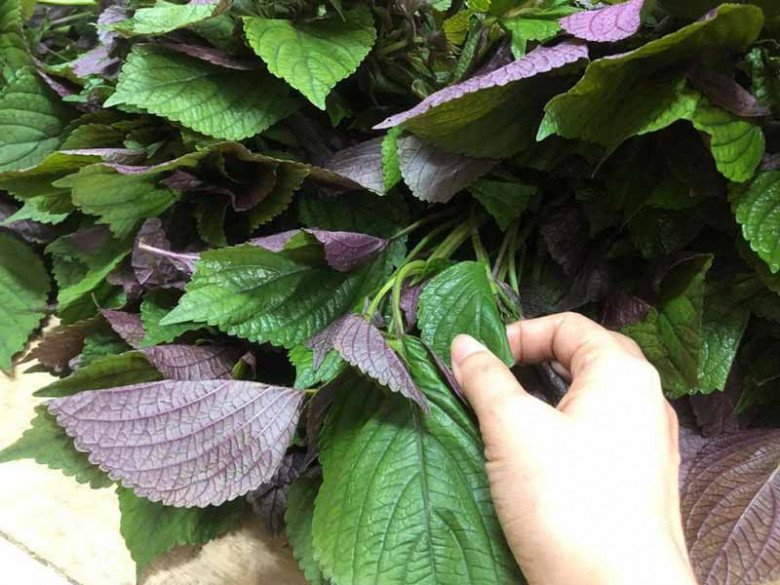 Nó được người Nhật ví là “lá hồi sinh”, chợ Việt bán rất nhiều, 5.000 đồng được cả nắm to - 2