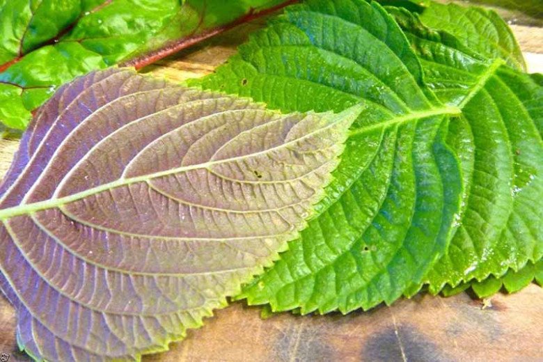 Nó được người Nhật ví là “lá hồi sinh”, chợ Việt bán rất nhiều, 5.000 đồng được cả nắm to - 3