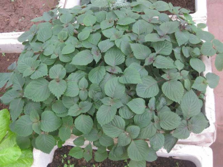 Nó được người Nhật ví là “lá hồi sinh”, chợ Việt bán rất nhiều, 5.000 đồng được cả nắm to - 4