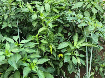 Loại lá mọc đầy vườn không ai hái, canxi gấp 2 lần sữa, ăn đều dưỡng gan, bổ mắt