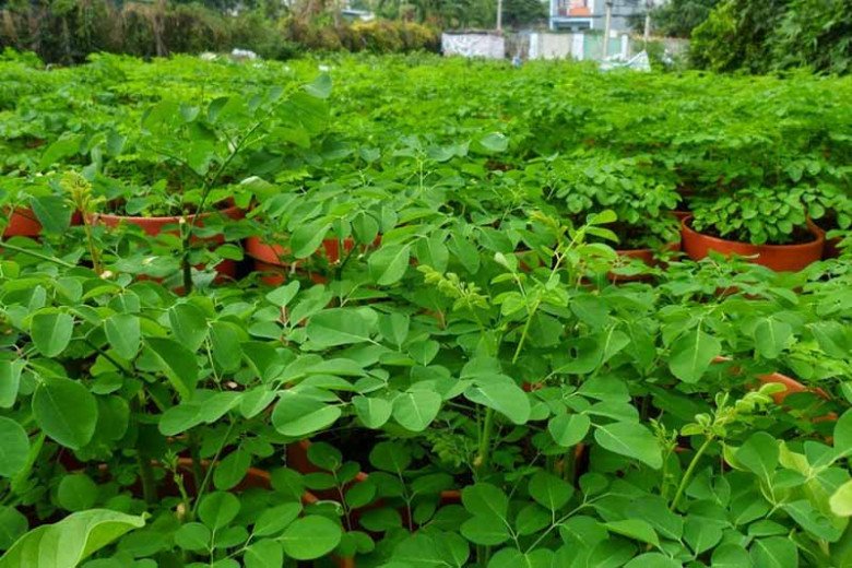 Cây này nhìn tưởng rau ngót hóa ra là amp;#34;tổ yến thực vậtamp;#34;, canxi gấp 4 lần sữa lại có chất chống K - 4