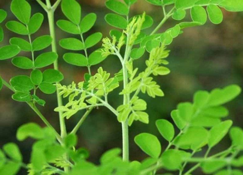 Cây này nhìn tưởng rau ngót hóa ra là amp;#34;tổ yến thực vậtamp;#34;, canxi gấp 4 lần sữa lại có chất chống K - 3