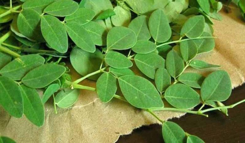 Cây này nhìn tưởng rau ngót hóa ra là amp;#34;tổ yến thực vậtamp;#34;, canxi gấp 4 lần sữa lại có chất chống K - 1