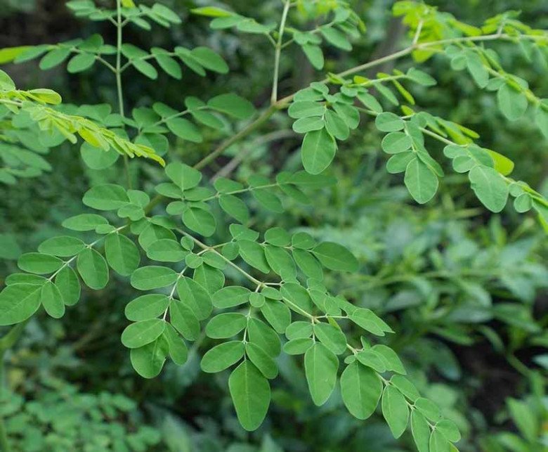 Cây này nhìn tưởng rau ngót hóa ra là amp;#34;tổ yến thực vậtamp;#34;, canxi gấp 4 lần sữa lại có chất chống K - 2