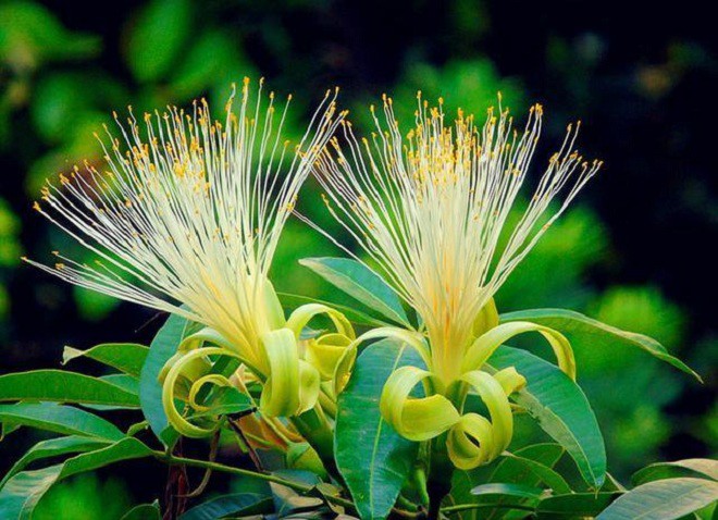 Loại cây nghe tên đã thấy “mùi tiền”, hiếm nở hoa, nhưng một khi nở báo hiệu tài lộc - 5