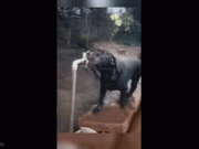 Lifestyle - Clip: Những chú chó thông minh khiến nhiều người kinh ngạc