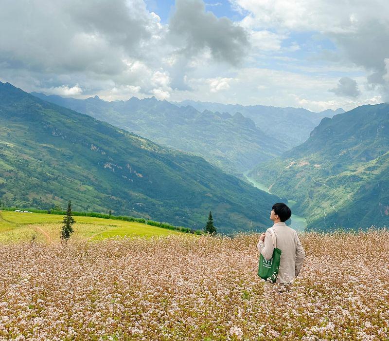 Nói đến Hà Giang chắc hẳn ai ai cũng ấn tượng mạnh mẽ với hình ảnh tam giác mạch phủ kín khắp các sườn núi, nẻo đường.
