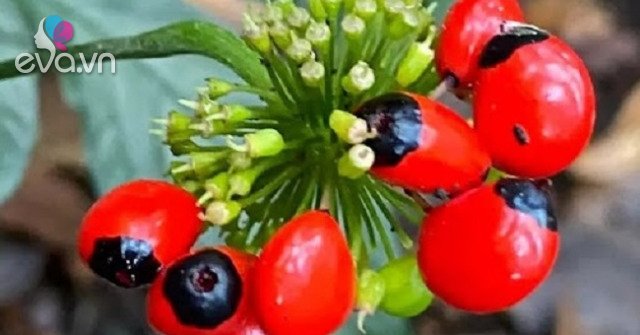 Hạt của cây này có giá tới 240 triệu đồng/kg, là giống cây quý chỉ có ở một số tỉnh của Việt Nam - 5