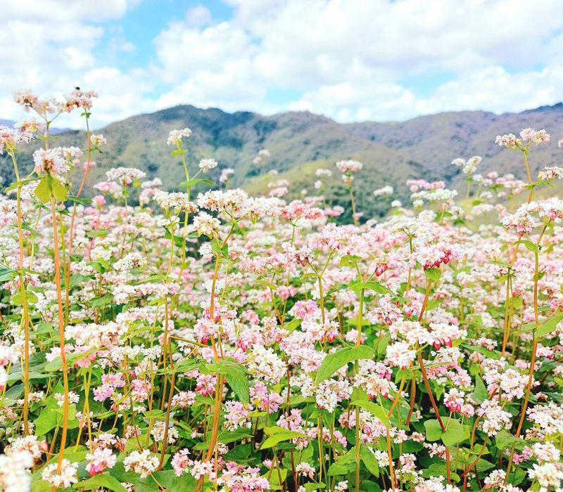 Hoa tam giác mạch được trồng nhiều ở vùng núi phía Bắc nước ta. Khi hoa nở rộ, cả vùng núi sẽ tràn ngập một màu tím thơ mộng.

