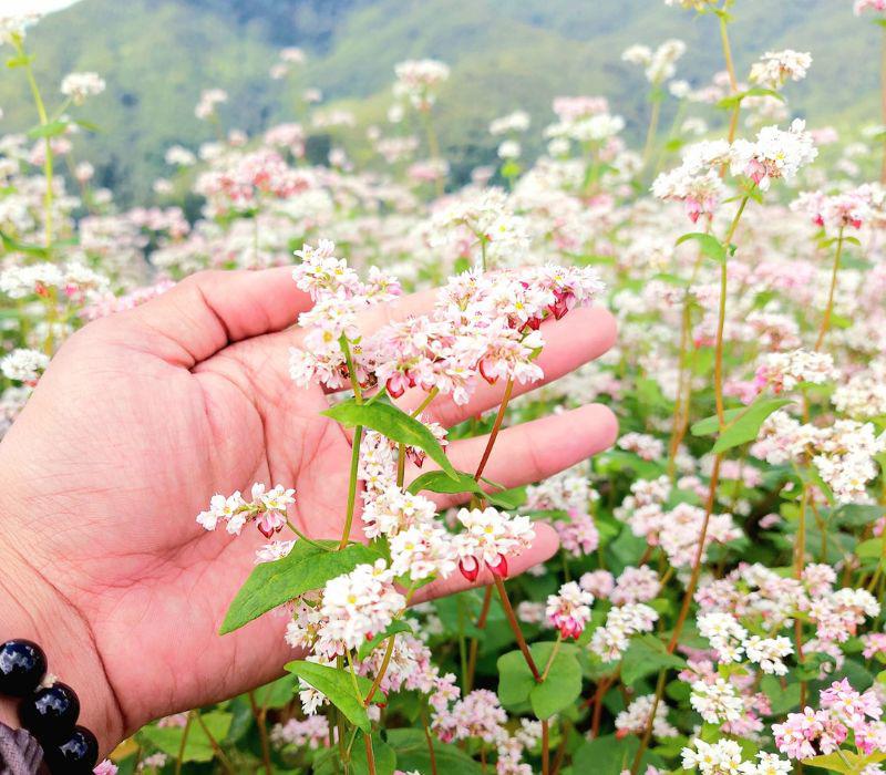 Tam giác mạch là loài hoa khi mới nở hoa mang màu trắng tinh khôi, sau đó sẽ chuyển sang màu hồng nhạt, hồng ánh tím nhẹ nhàng rồi đỏ sẫm, cuối cùng khi tàn sẽ chuyển sang màu đen.
