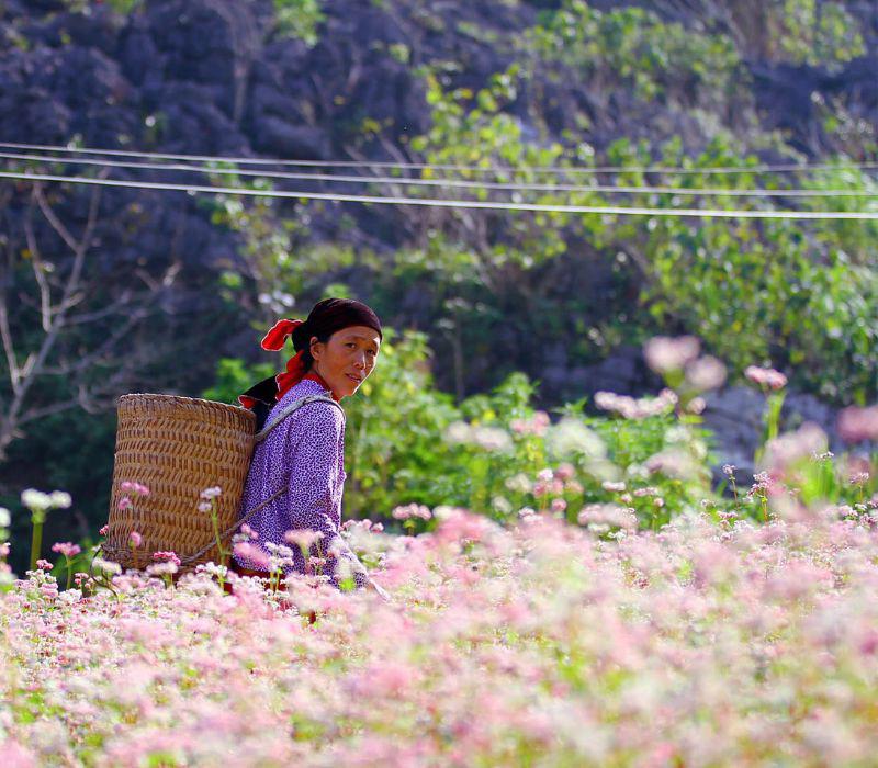 Tuy Hà Giang không phải là địa điểm duy nhất có hoa tam giác mạch nhưng Hà Giang chính là nơi tam giác mạch nhiều nhất cùng với lễ hội tam giác mạch nổi tiếng.
