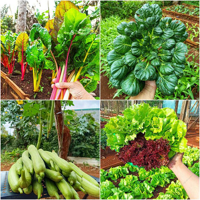 Nam công nhân tan ca tự trồng rau phục vụ bữa ăn hàng ngày, chia sẻ bí quyết mát tay nhờ khâu làm đất - 8