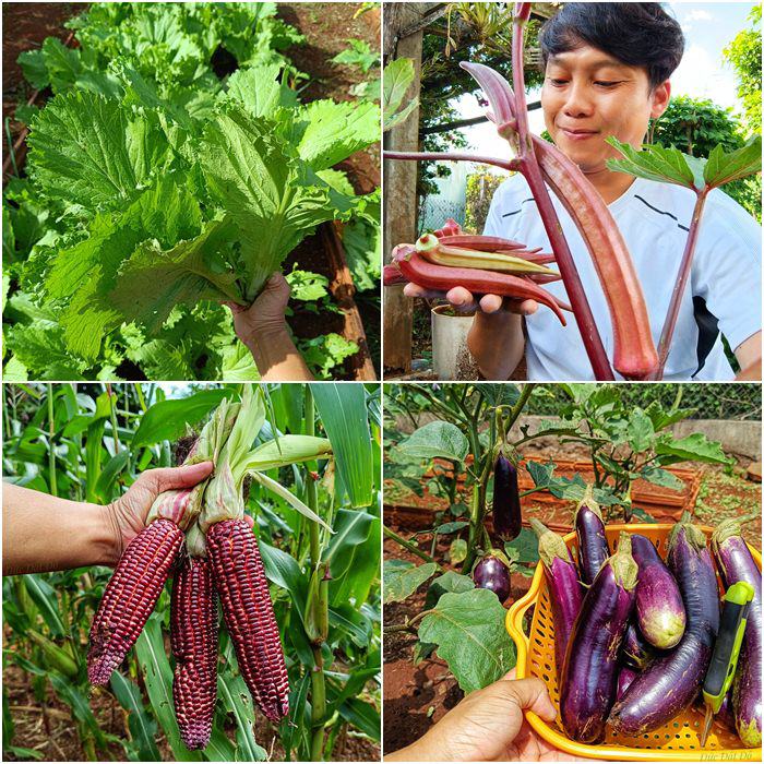 Nam công nhân tan ca tự trồng rau phục vụ bữa ăn hàng ngày, chia sẻ bí quyết mát tay nhờ khâu làm đất - 9