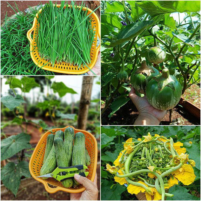Nam công nhân tan ca tự trồng rau phục vụ bữa ăn hàng ngày, chia sẻ bí quyết mát tay nhờ khâu làm đất - 10