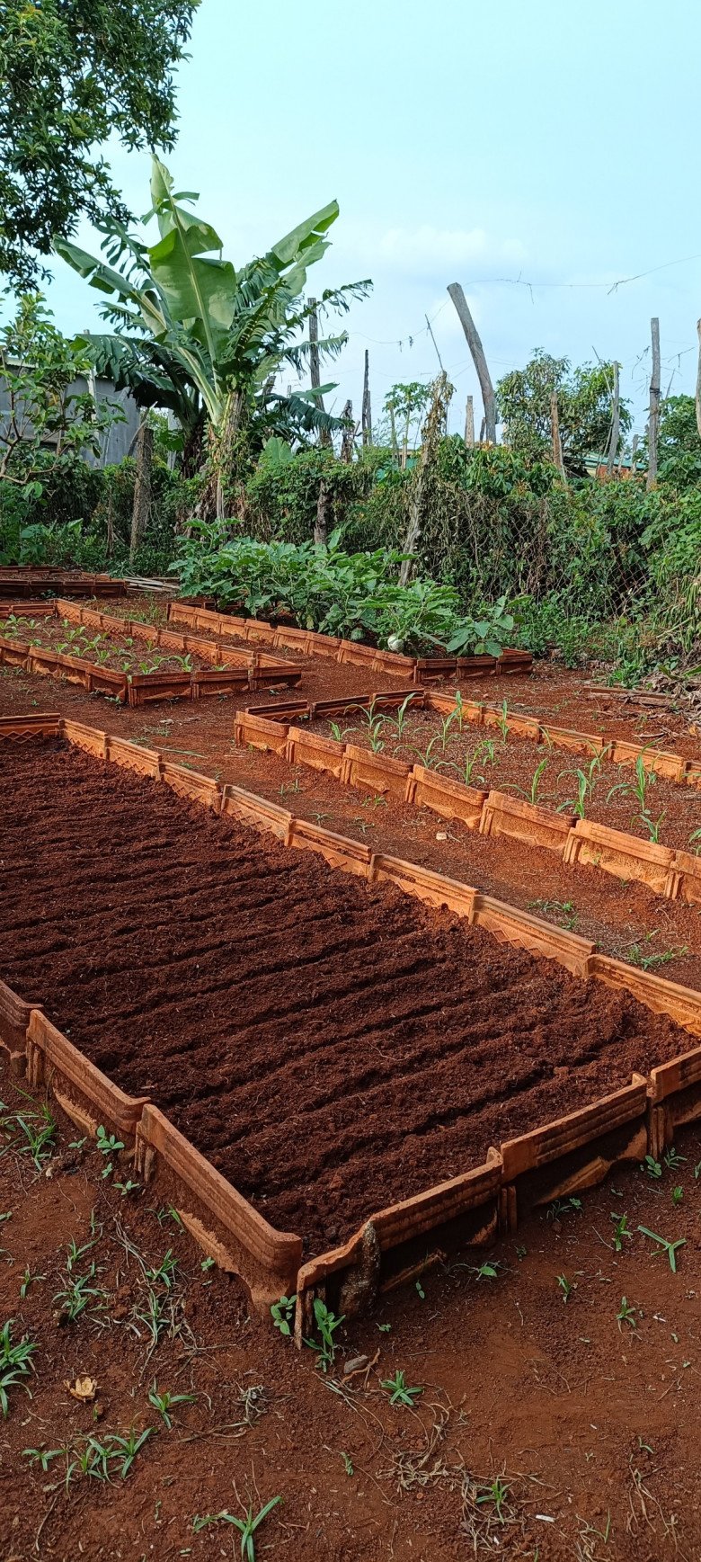 Nam công nhân tan ca tự trồng rau phục vụ bữa ăn hàng ngày, chia sẻ bí quyết mát tay nhờ khâu làm đất - 5