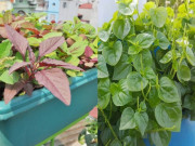 Bếp Eva - 3 loại rau “trường thọ” cả thế giới săn lùng, Việt Nam mọc đầy vườn nhưng ít người hái