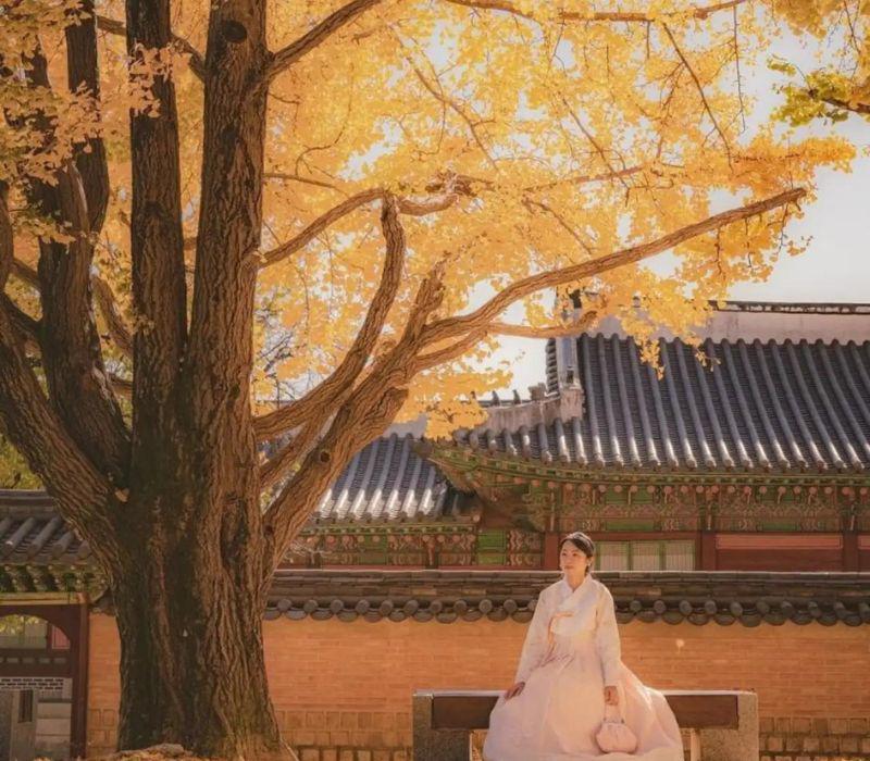 Bạn có thể dễ dàng trở thành "nàng thơ" của mùa thu Hàn Quốc.
