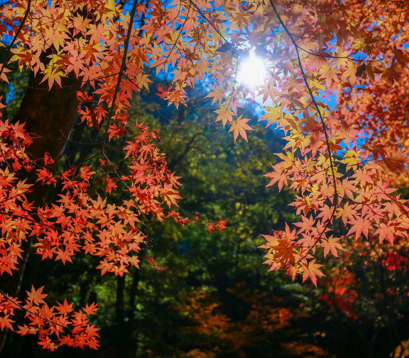 Mùa thu Hàn Quốc trở thành thương hiệu với không gian ngập tràn sắc đỏ, sắc vàng rợp trời của mùa thay lá.
