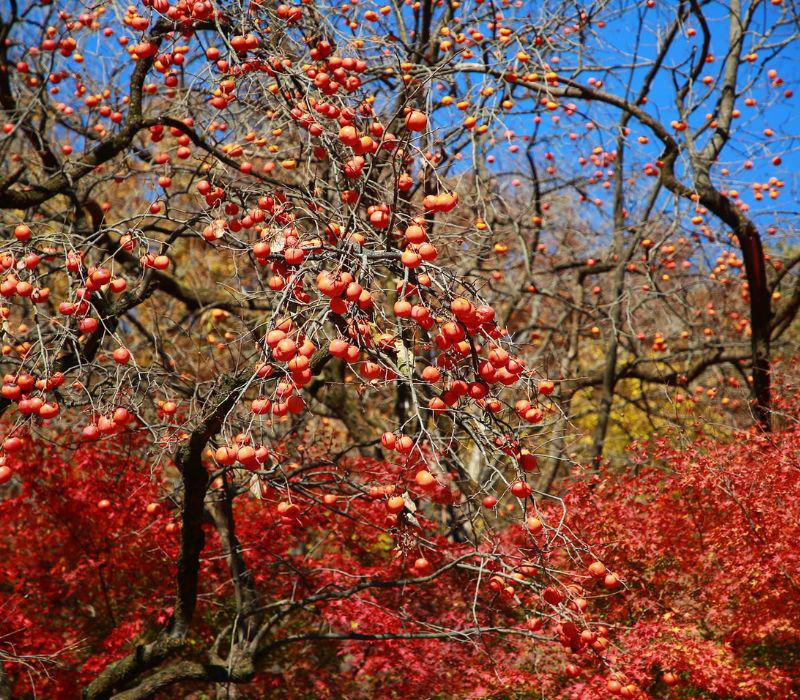 Không chỉ có sắc đỏ của lá, bạn còn có thể bắt gặp những cây hồng sai trĩu quả vô cùng đẹp mắt.
