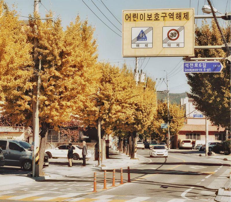 Đây cũng là thời điểm đường phố Hàn Quốc được tô vàng bởi cây ngân hạnh.
