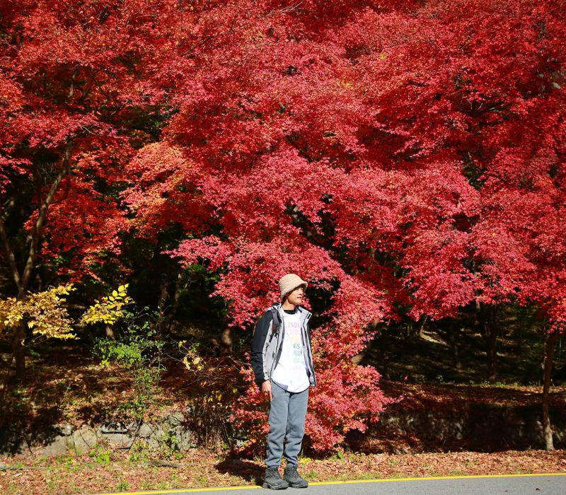 Sắc đỏ bao trùm khung cảnh tuyệt đẹp, không ngoa khi nói đây là mùa đẹp nhất của xứ Hàn.
