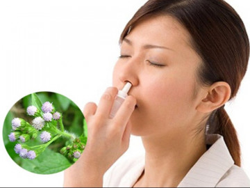 Loại hoa nghe đã thấy “bốc mùi”, người Việt thường nhổ bỏ mà không biết đó là vị thuốc quý, chứa đầy kháng sinh tự nhiên