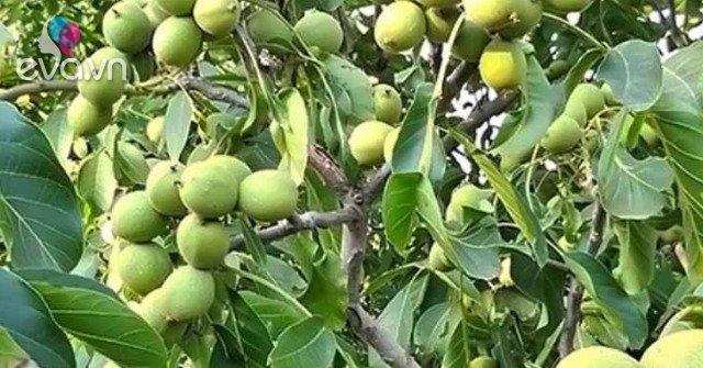 View - Nó là "vua của các loại hạt”, rất sẵn ở Việt Nam, bỏ vào chảo đảo vài đường là có món ngon lại bổ