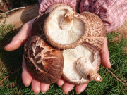 Sức khỏe - Bác sĩ Mỹ liệt kê top 10 "rau thần dược" chứa chất diệt khuẩn mạch máu, là kho chất chống oxy hóa, ngăn ung thư