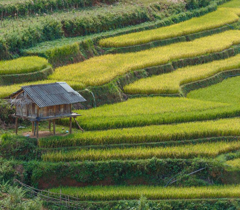 Gắn liền với lịch sử phát triển của người Mông ở Yên Bái, những thửa ruộng bậc thang cứ như thế mà hình thành và hùng vĩ theo năm tháng.
