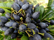 Bà bầu - Quả này được ví như vàng đen đang vào mùa, giá 100.000 đồng/kg, có 5 tác dụng cực tốt với bà bầu