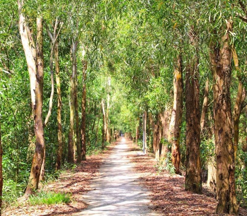 Địa điểm tham quan tiêu biểu nhất cho vẻ đẹp của mùa nước nổi An Giang chính là con đường xanh dẫn vào bên trong Rừng Tràm Trà Sư.
