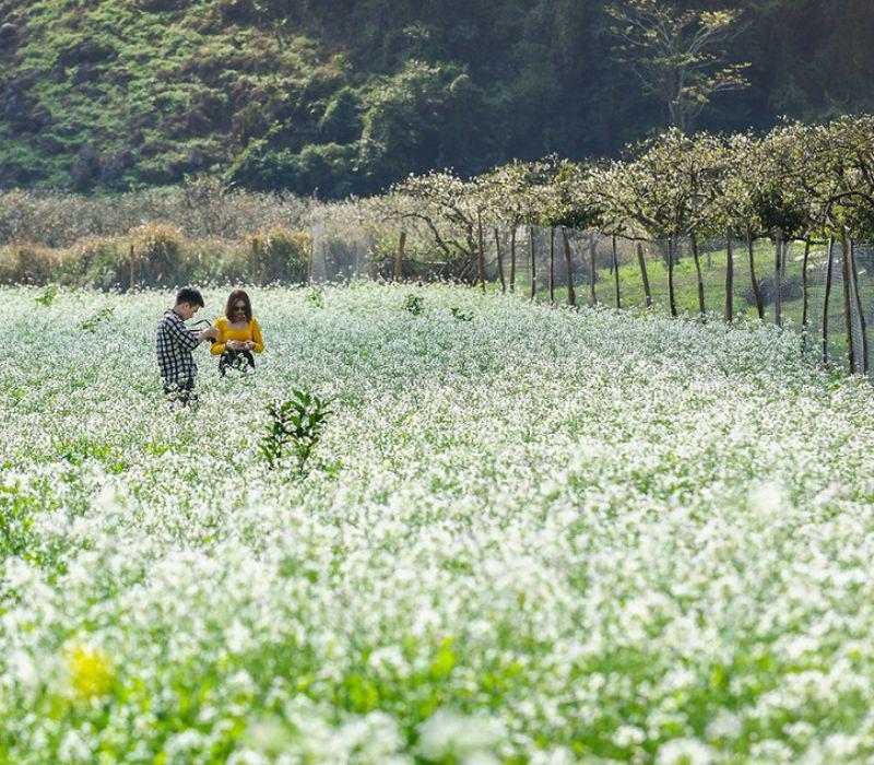 Thung lũng Nà Ka cũng là địa điểm có vườn cải nở trắng tinh khôi.
