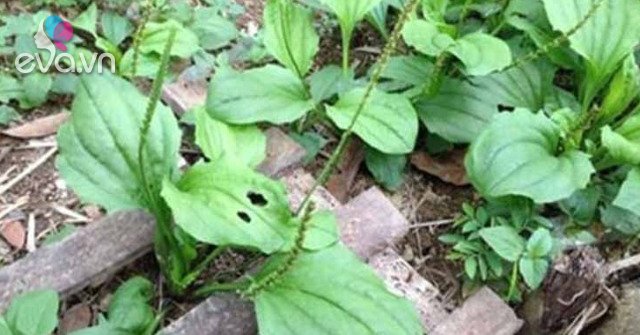 View - Lá mọc dại đầy vườn nhìn như tai lợn, hái về nấu kiểu này ngon tuyệt tiếc là ở Việt Nam ít người ăn