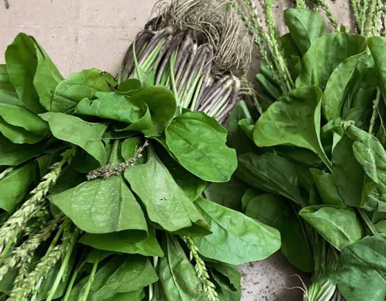 View - Lá mọc dại đầy vườn nhìn như tai lợn, hái về nấu kiểu này ngon tuyệt tiếc là ở Việt Nam ít người ăn