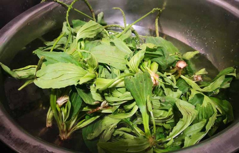 View - Lá mọc dại đầy vườn nhìn như tai lợn, hái về nấu kiểu này ngon tuyệt tiếc là ở Việt Nam ít người ăn