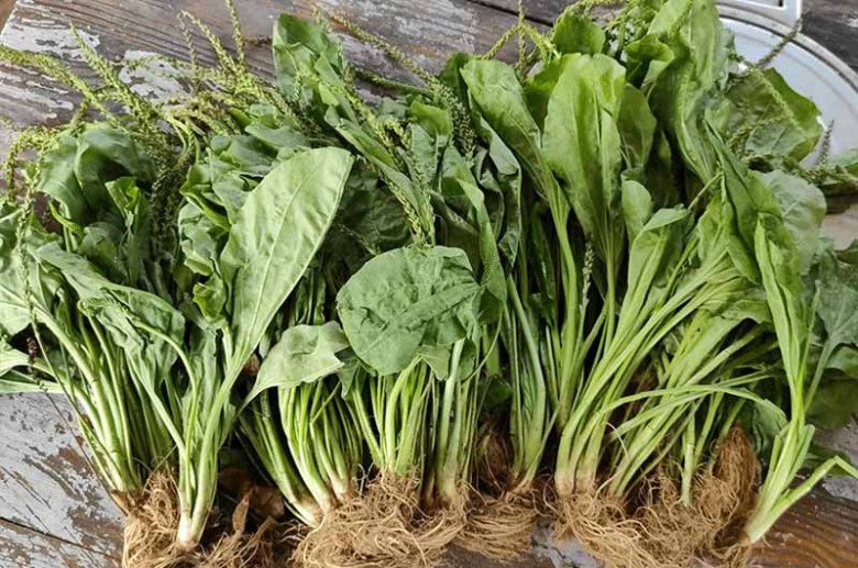 View - Lá mọc dại đầy vườn nhìn như tai lợn, hái về nấu kiểu này ngon tuyệt tiếc là ở Việt Nam ít người ăn